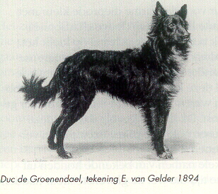 Duc De Groenendael 1894