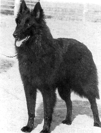 Evita de la Maison du Bois