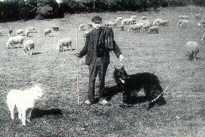 Shepherd with Groenendael and Laeken